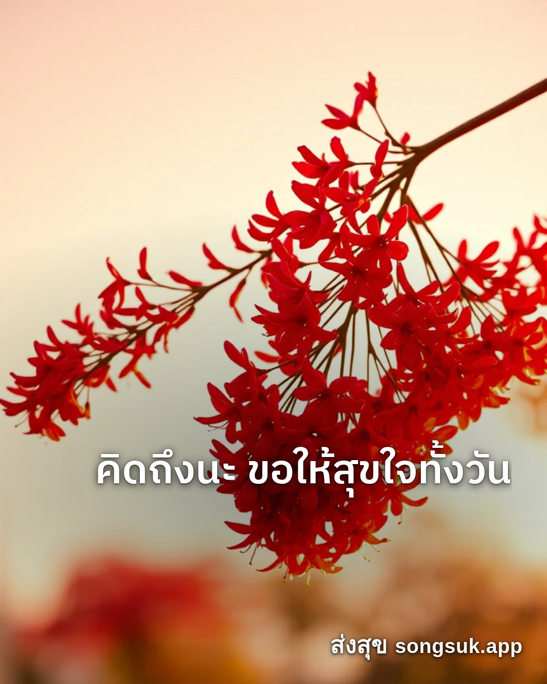 รูปอวยพร สวัสดีวันอาทิตย์
คิดถึงนะ ขอให้สุขใจทั้งวัน จากส่งสุข