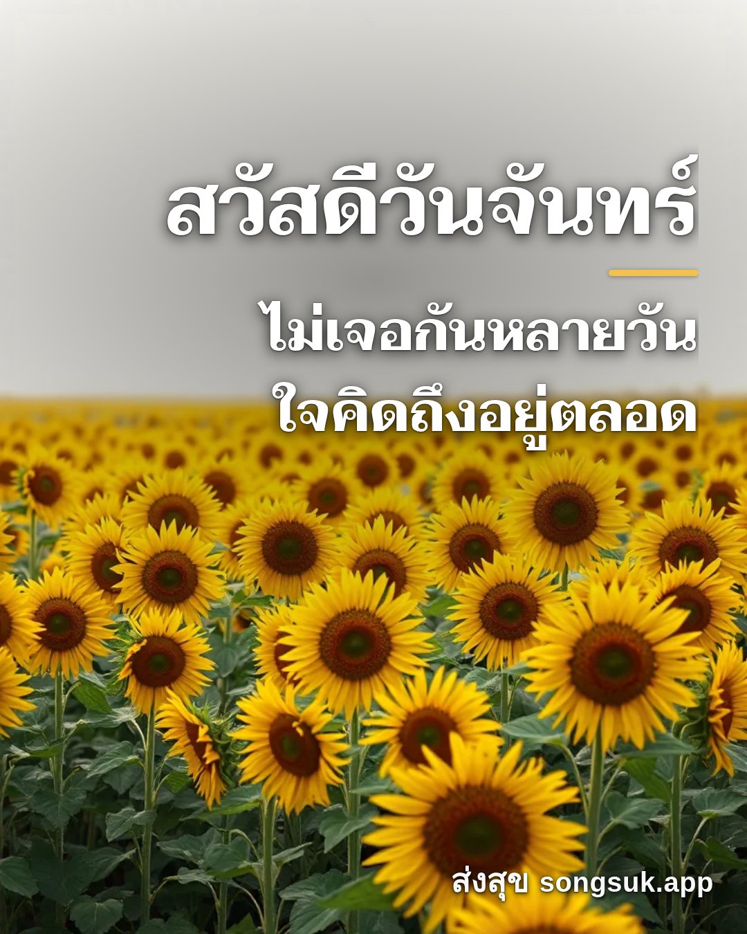 รูปอวยพร สวัสดีวันจันทร์
ไม่เจอกันหลายวัน
ใจคิดถึงอยู่ตลอด จากส่งสุข