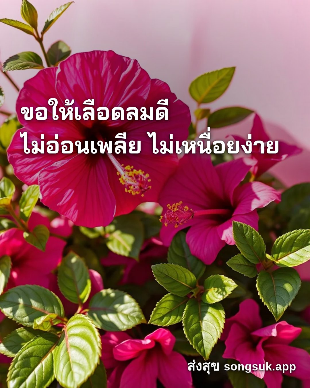 รูปอวยพร สวัสดีวันอังคาร
ขอให้เลือดลมดี
ไม่อ่อนเพลีย ไม่เหนื่อยง่าย จากส่งสุข