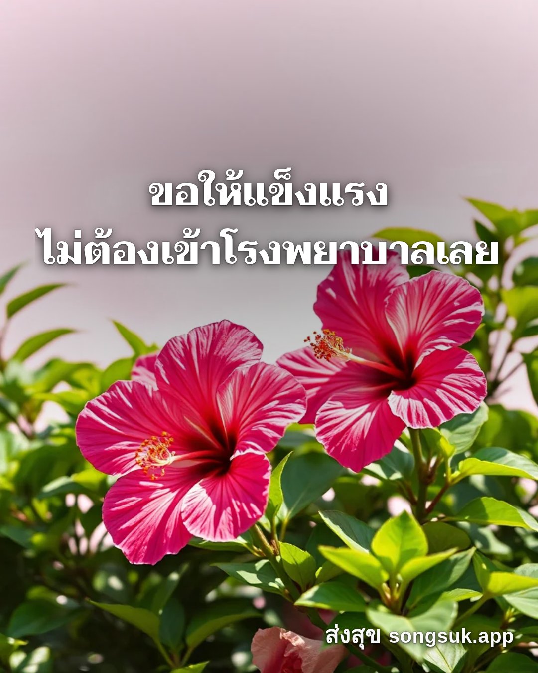 รูปอวยพร สวัสดีวันอังคาร
ขอให้แข็งแรง
ไม่ต้องเข้าโรงพยาบาลเลย จากส่งสุข