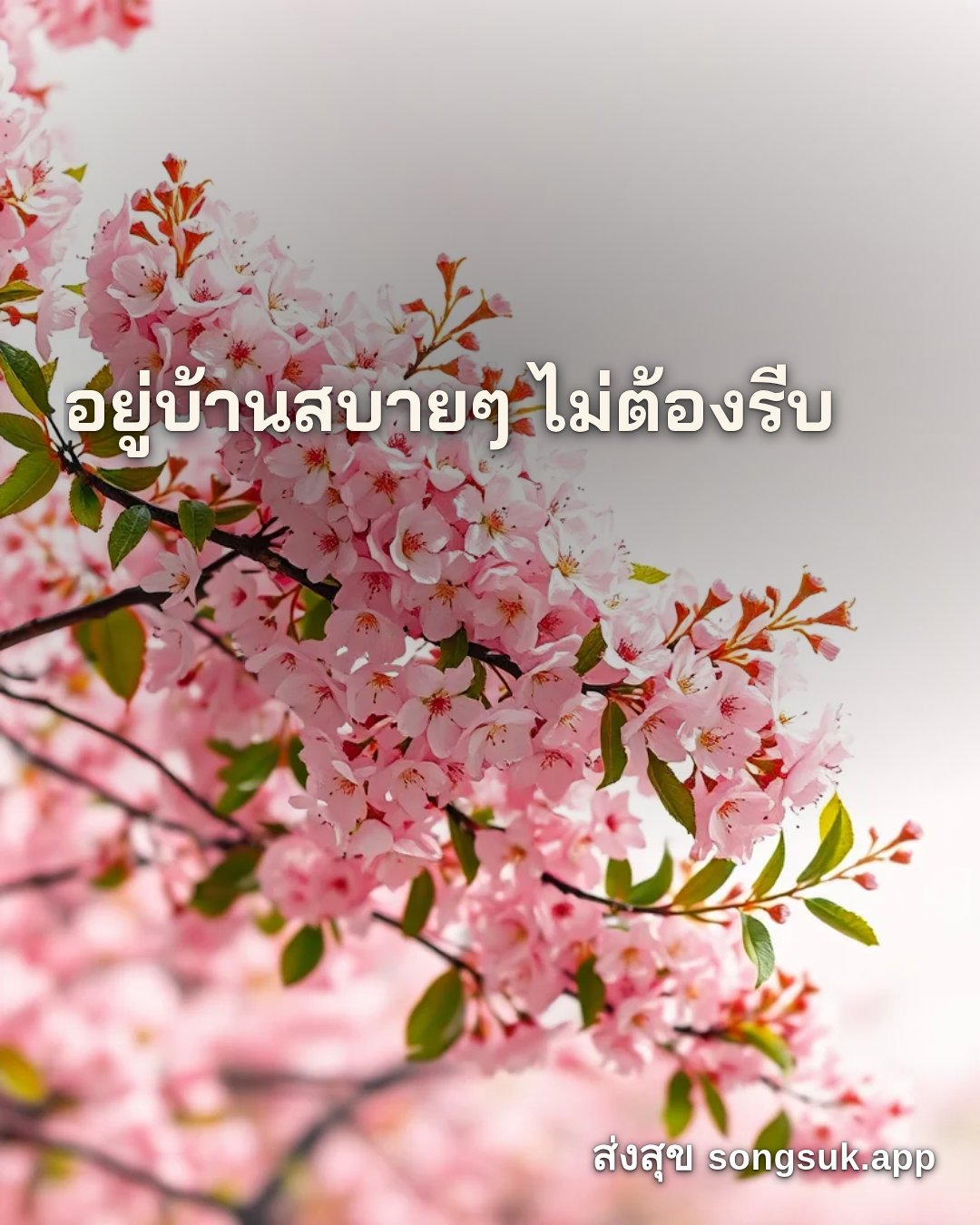 รูปอวยพร สวัสดีวันอังคาร
อยู่บ้านสบายๆ ไม่ต้องรีบ จากส่งสุข