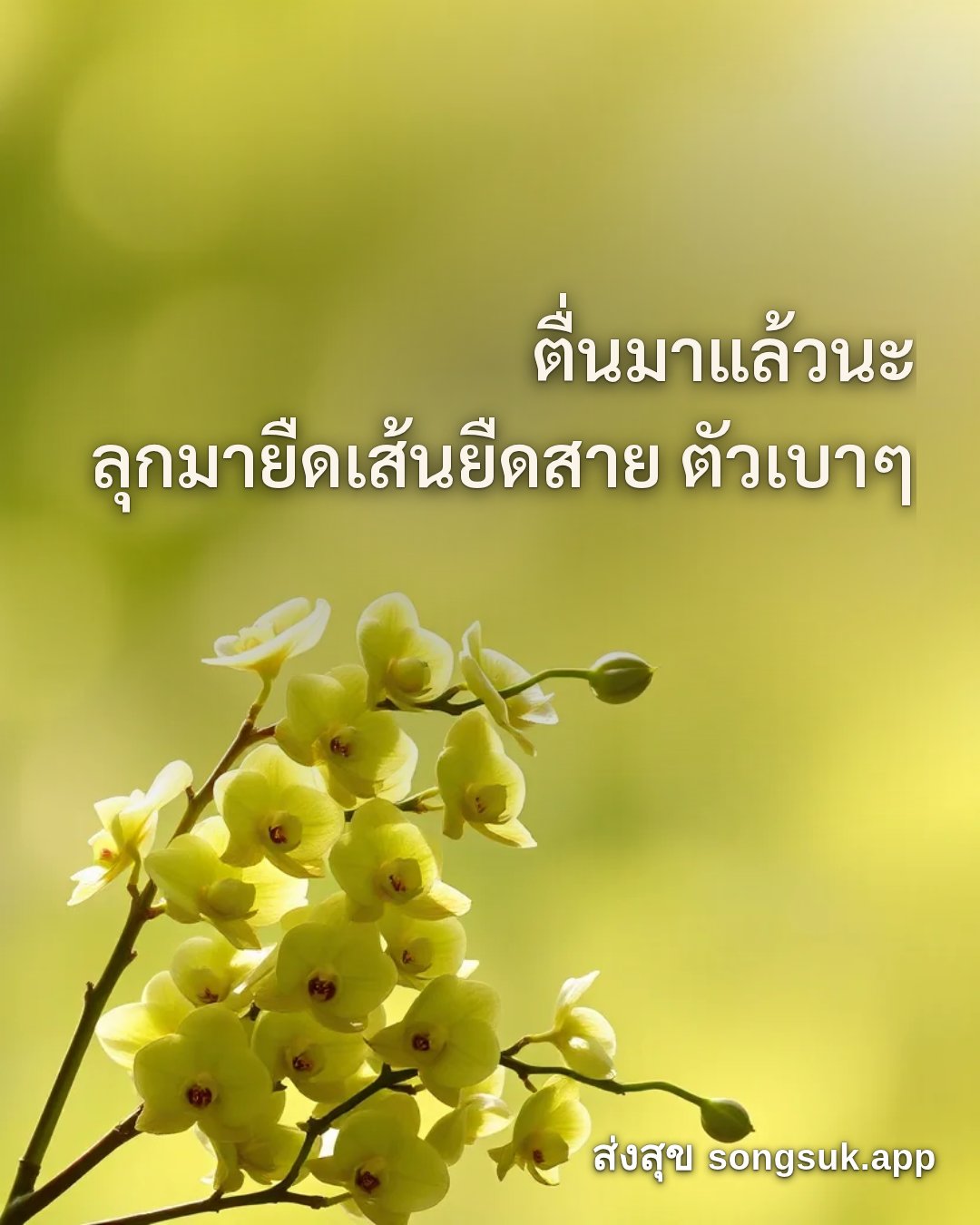 รูปอวยพร สวัสดีวันพุธ
ตื่นมาแล้วนะ
ลุกมายืดเส้นยืดสาย ตัวเบาๆ จากส่งสุข