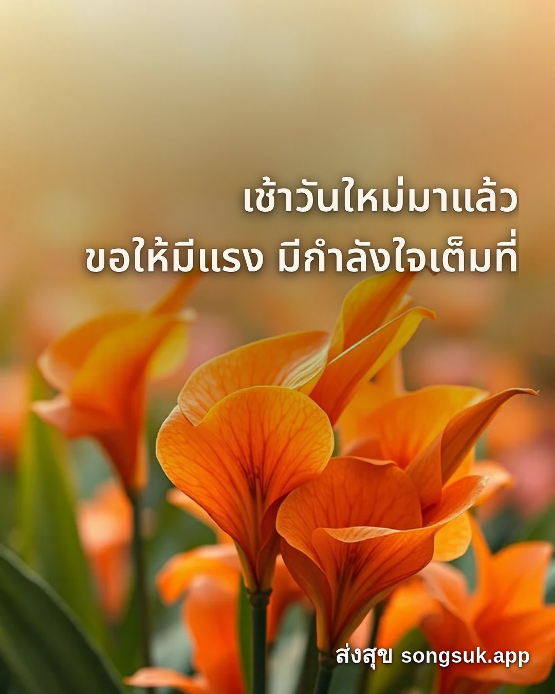 รูปอวยพร สวัสดีวันพฤหัสบดี
เช้าวันใหม่มาแล้ว
ขอให้มีแรง มีกำลังใจเต็ม จากส่งสุข