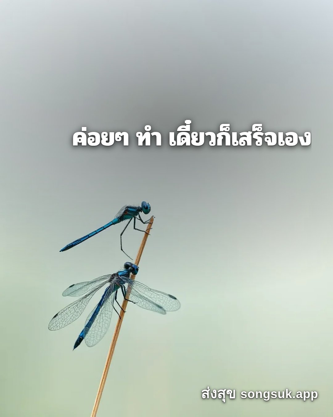 รูปอวยพร สวัสดีวันศุกร์
ค่อยๆ ทำ เดี๋ยวก็เสร็จเอง จากส่งสุข