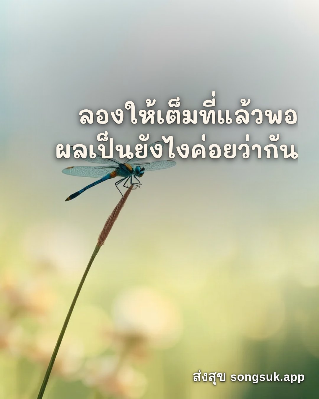 รูปอวยพร สวัสดีวันศุกร์
ลองให้เต็มที่แล้วพอ
ผลเป็นยังไงค่อยว่ากัน จากส่งสุข