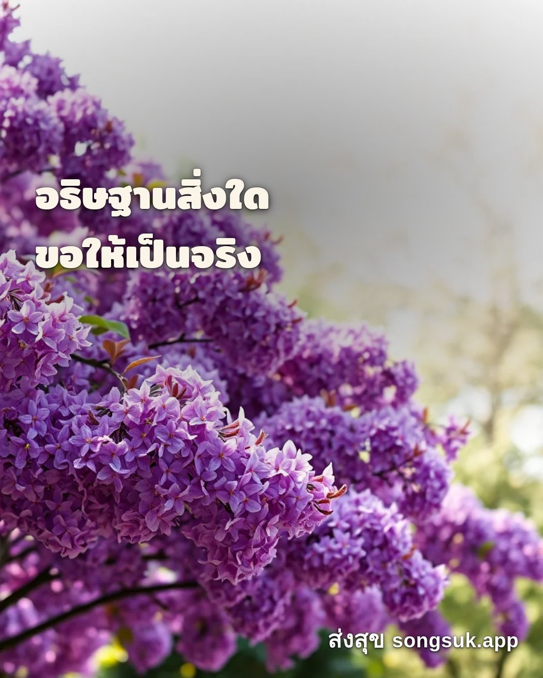 รูปอวยพร สวัสดีวันเสาร์
อธิษฐานสิ่งใด
ขอให้เป็นจริง จากส่งสุข