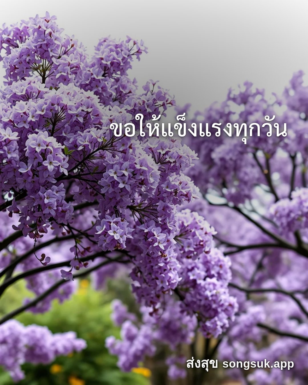 รูปอวยพร สวัสดีวันเสาร์
ขอให้แข็งแรงทุกวัน จากส่งสุข