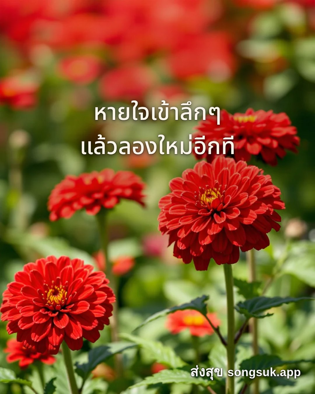 รูปอวยพร สวัสดีวันอาทิตย์
หายใจเข้าลึกๆ
แล้วลองใหม่อีกที จากส่งสุข