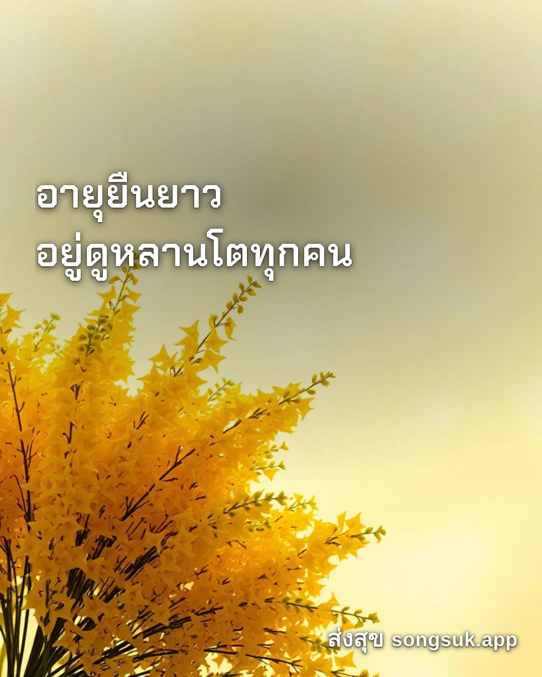 รูปอวยพร สวัสดีวันจันทร์
อายุยืนยาว
อยู่ดูหลานโตทุกคน จากส่งสุข
