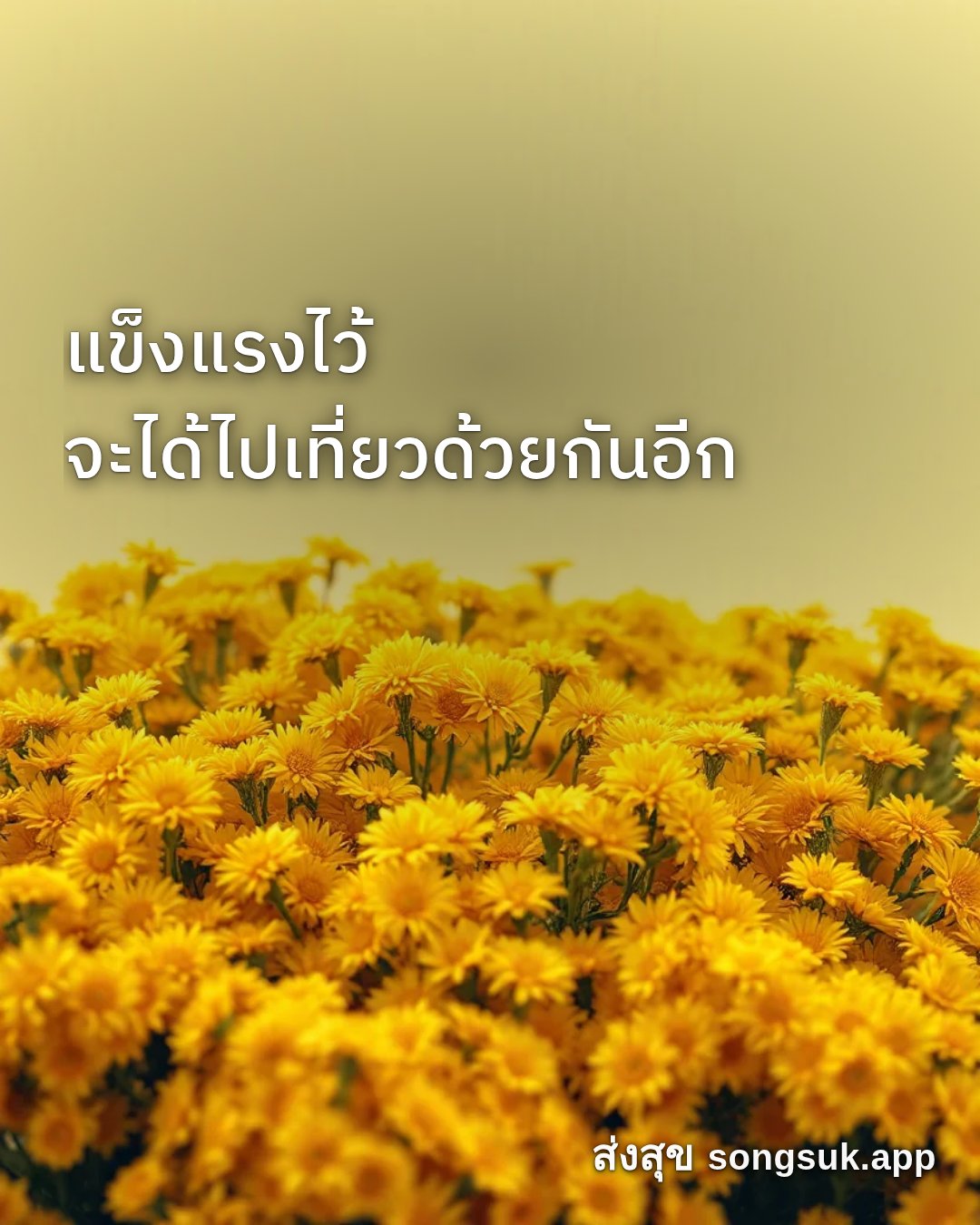 รูปอวยพร สวัสดีวันจันทร์
แข็งแรงไว้
จะได้ไปเที่ยวด้วยกันอีก จากส่งสุข