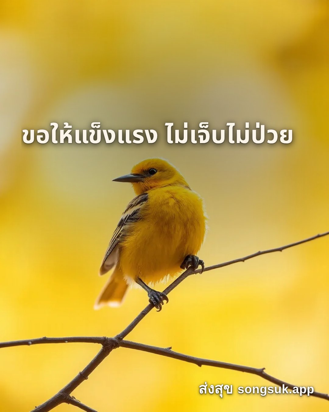รูปอวยพร สวัสดีวันจันทร์
ขอให้แข็งแรง ไม่เจ็บไม่ป่วย จากส่งสุข