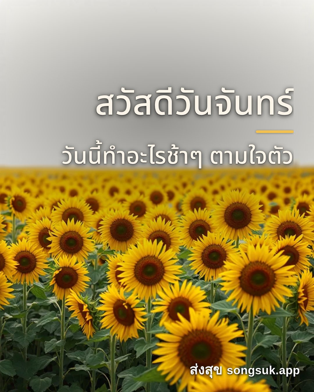 รูปอวยพร สวัสดีวันจันทร์
วันนี้ทำอะไรช้าๆ ตามใจตัว จากส่งสุข
